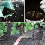 Применение компостного чая в садоводстве